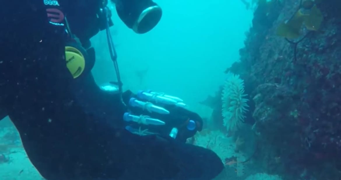 Rastu u takozvanoj 'zoni sumraka' u dubinama oceana a mogle bi biti ključne u otkrivanju novih lijekova sličnih penicilinu