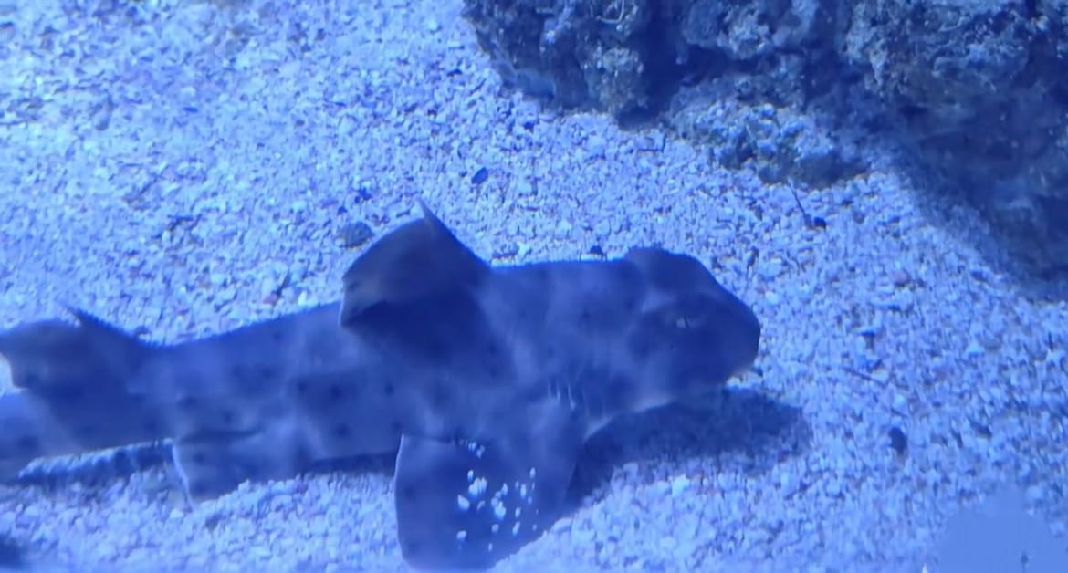 VIDEO Rogati morski pas, novi je stanovnik pulskog akvarija