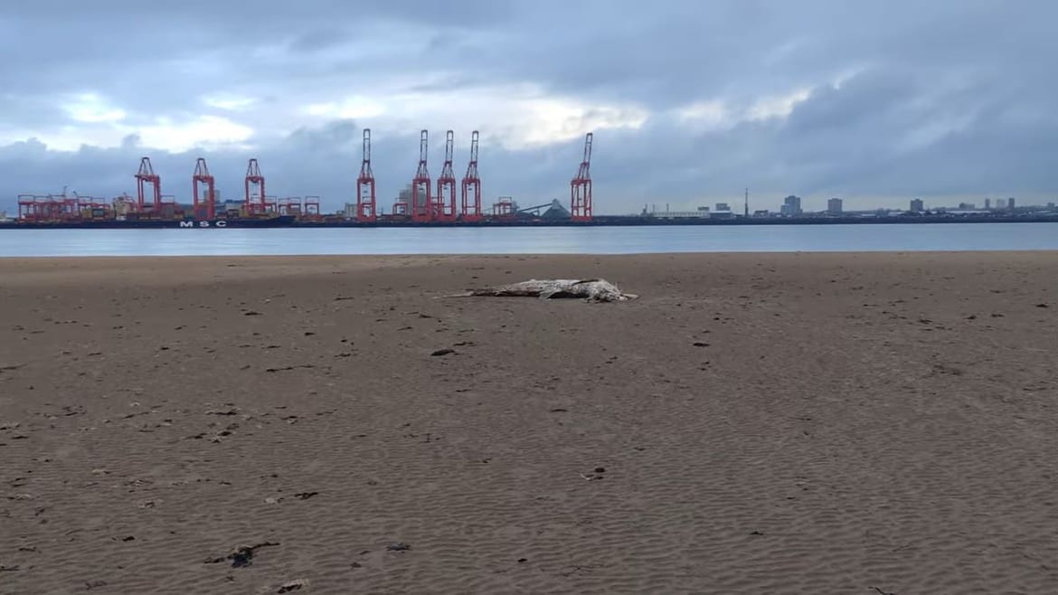 VIDEO Šetao plažom, pa ugledao veliko morsko stvorenje: "Što je ovo?"