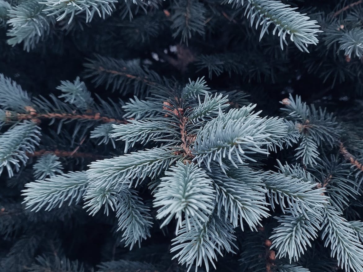 "Čistoća" Rijeka: "Božićna drvca ne bacajte s ostalim otpadom!