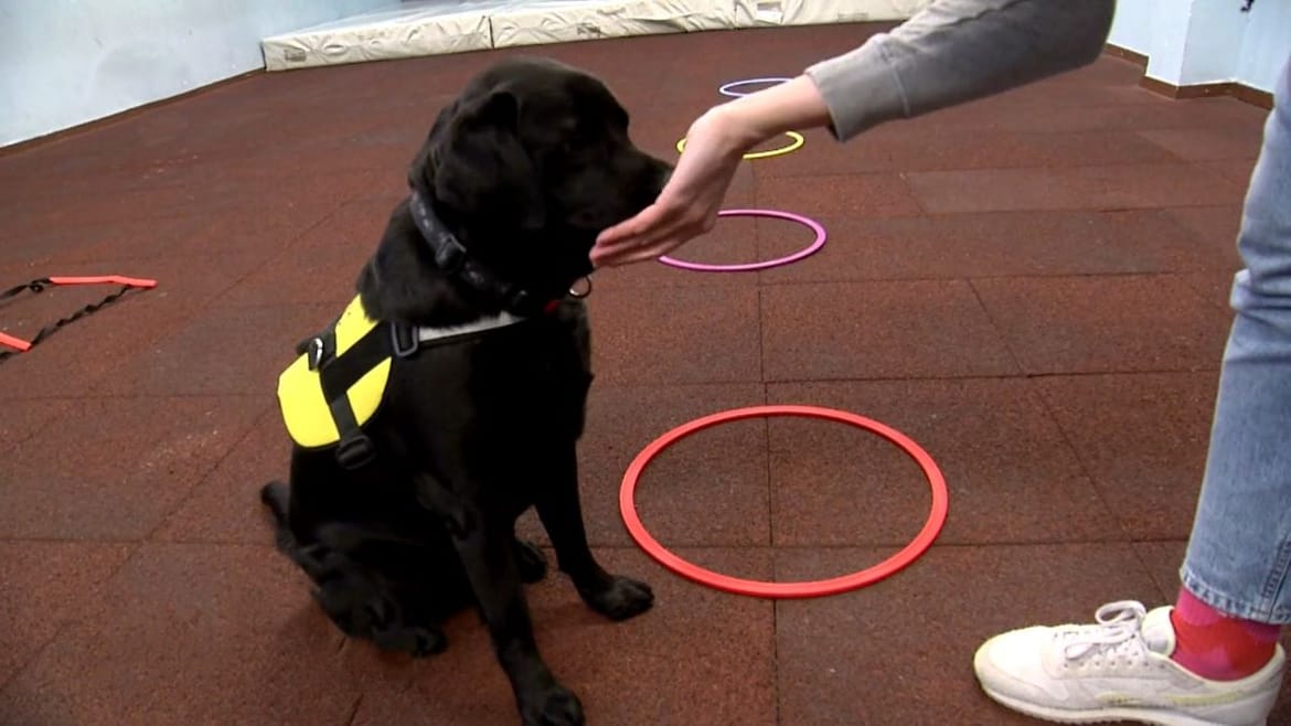 Tira, prvi makarski terapijski pas