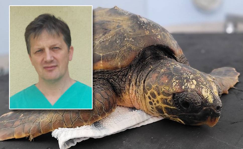 MORSKI HR DOZNAJE Uginule kornjače stižu danas na Veterinarski institut - Patolog: "Jedna stvar me jako brine..."