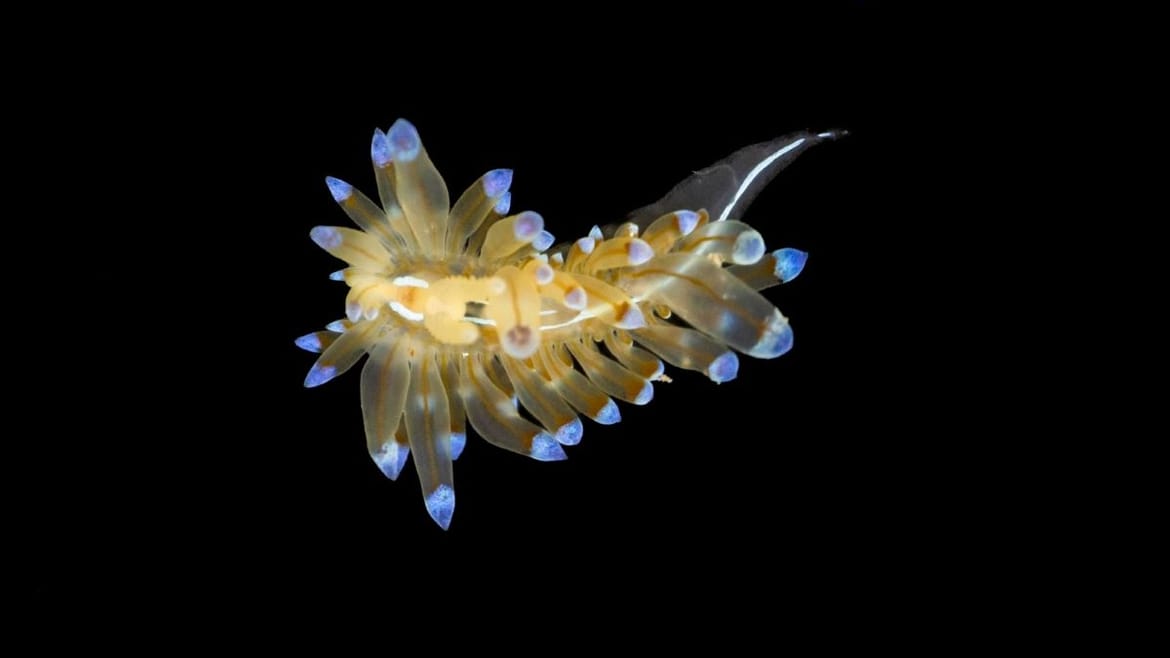 FOTO U Vinkuranskoj vali, tijekom istraživanja, studenti pronašli jedinku puža stražnjoškržnjaka