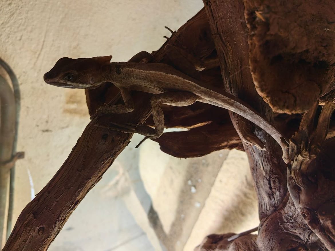 U pulski akvarij stigao novi zanimljivi egzotični stanovnik