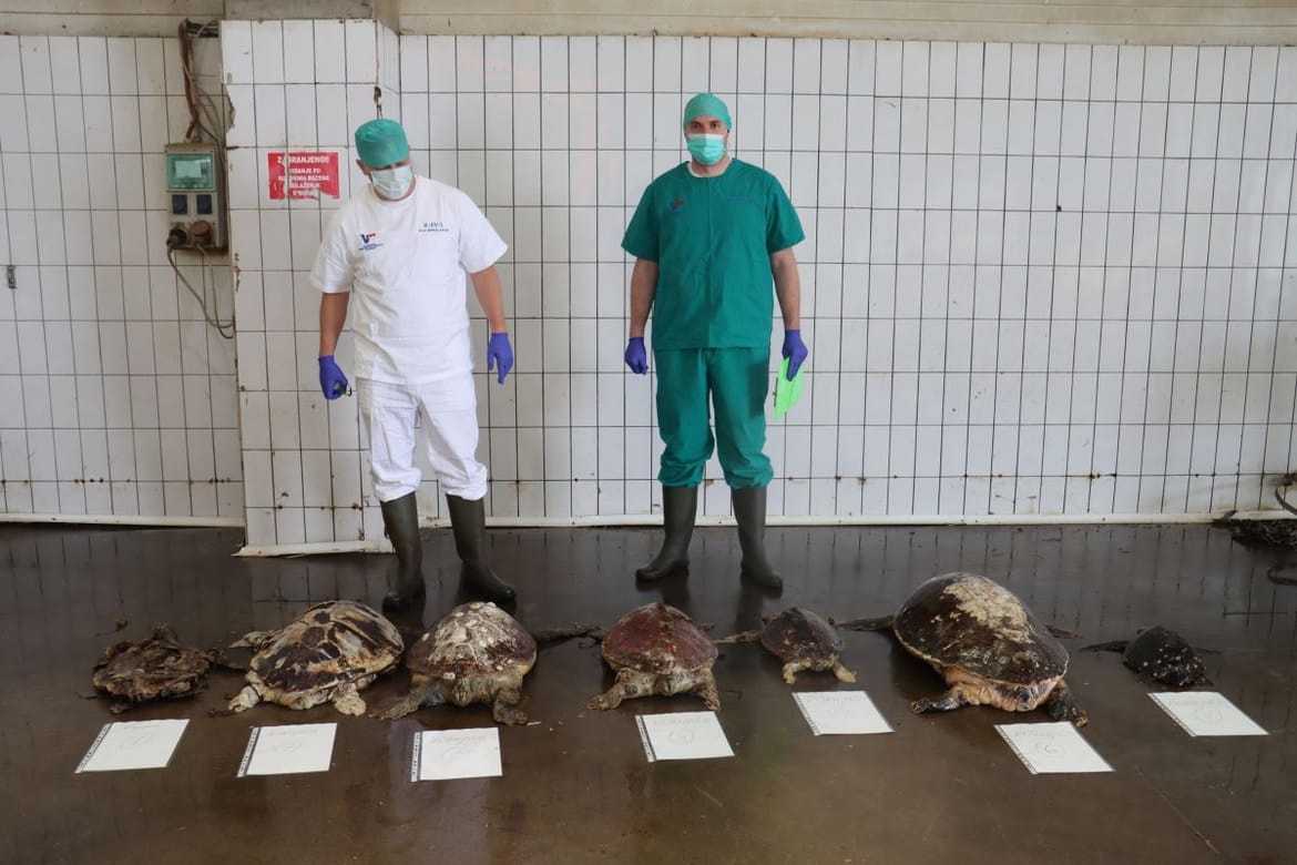 EKSKLUZIVNO DOZNAJEMO: Završena obdukcija, patolozi otkrili kako su nastradale želve kod Dugog otoka!