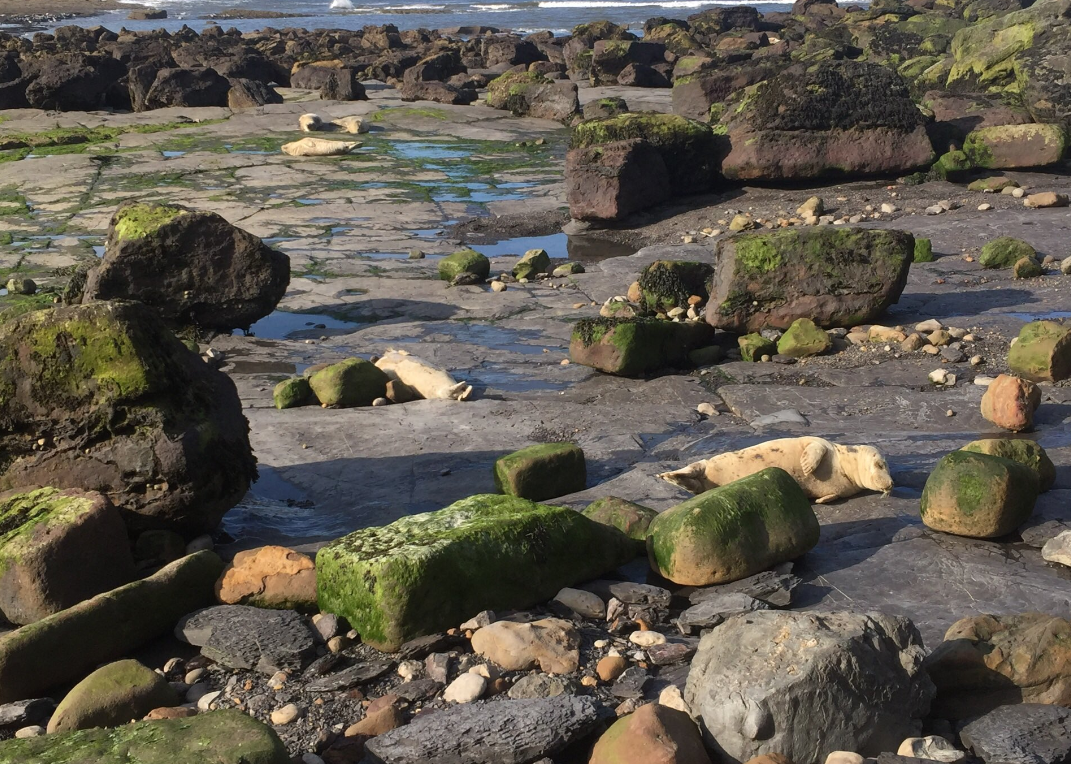 Staro skladište čamaca za spašavanje postaje centar za spašavanje tuljana!