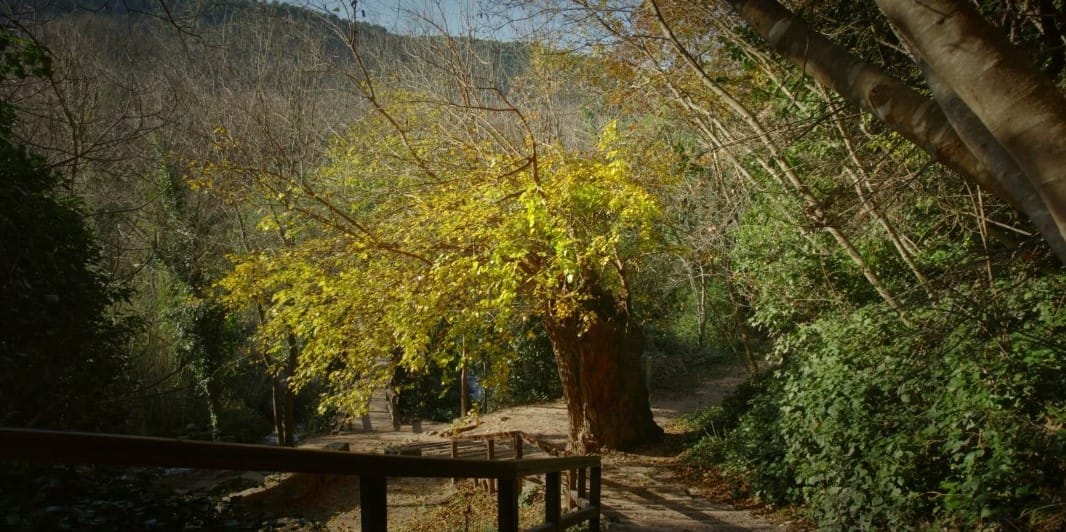 Za Europsko stablo godine natječe se murva iz NP Krka