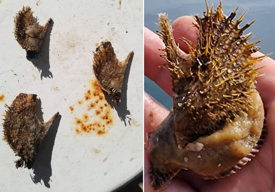 Stručnjaci se nakon nedoumica usuglasili: "Školjkaš nađen u Tribunju nije invazivna vrsta, nego njena učestala domaća srodnica"