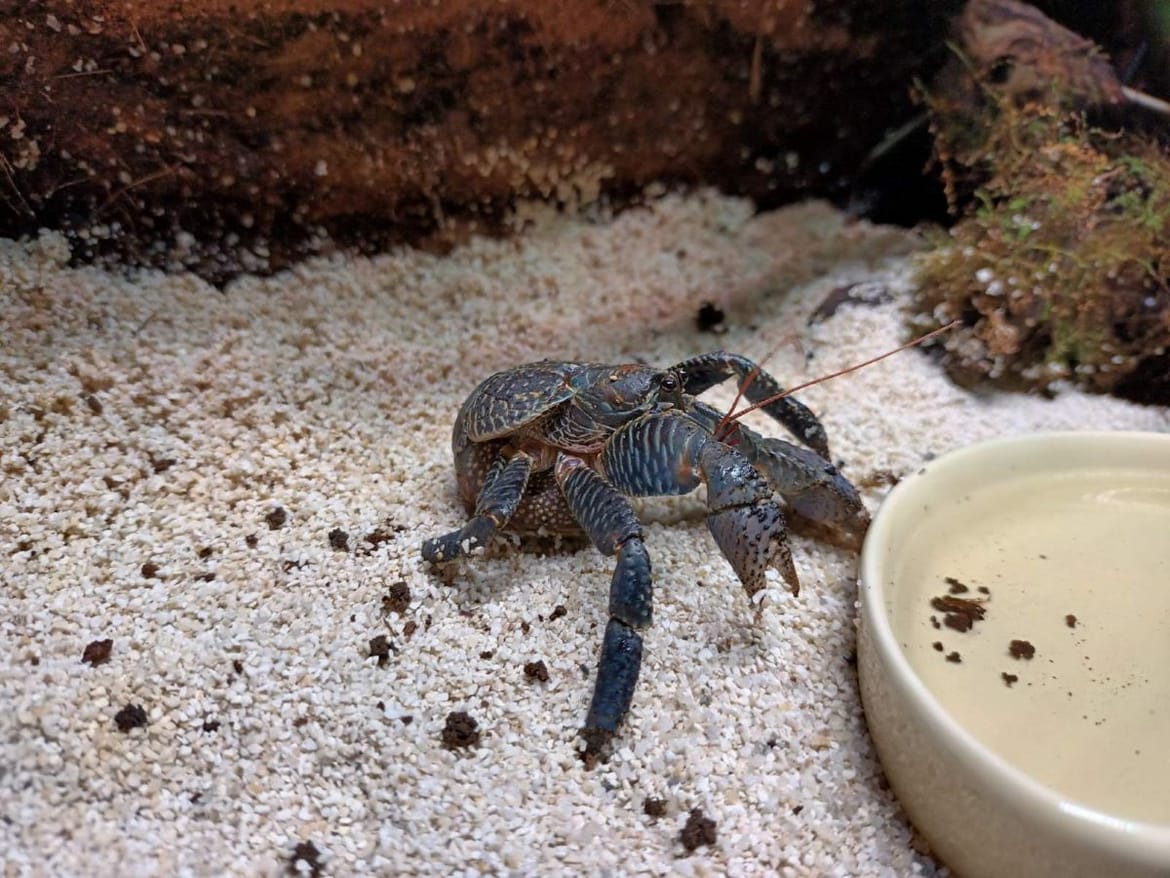 FOTO U pulski akvarij stigao kokosov rak - Najveći kopneni rak na svijetu