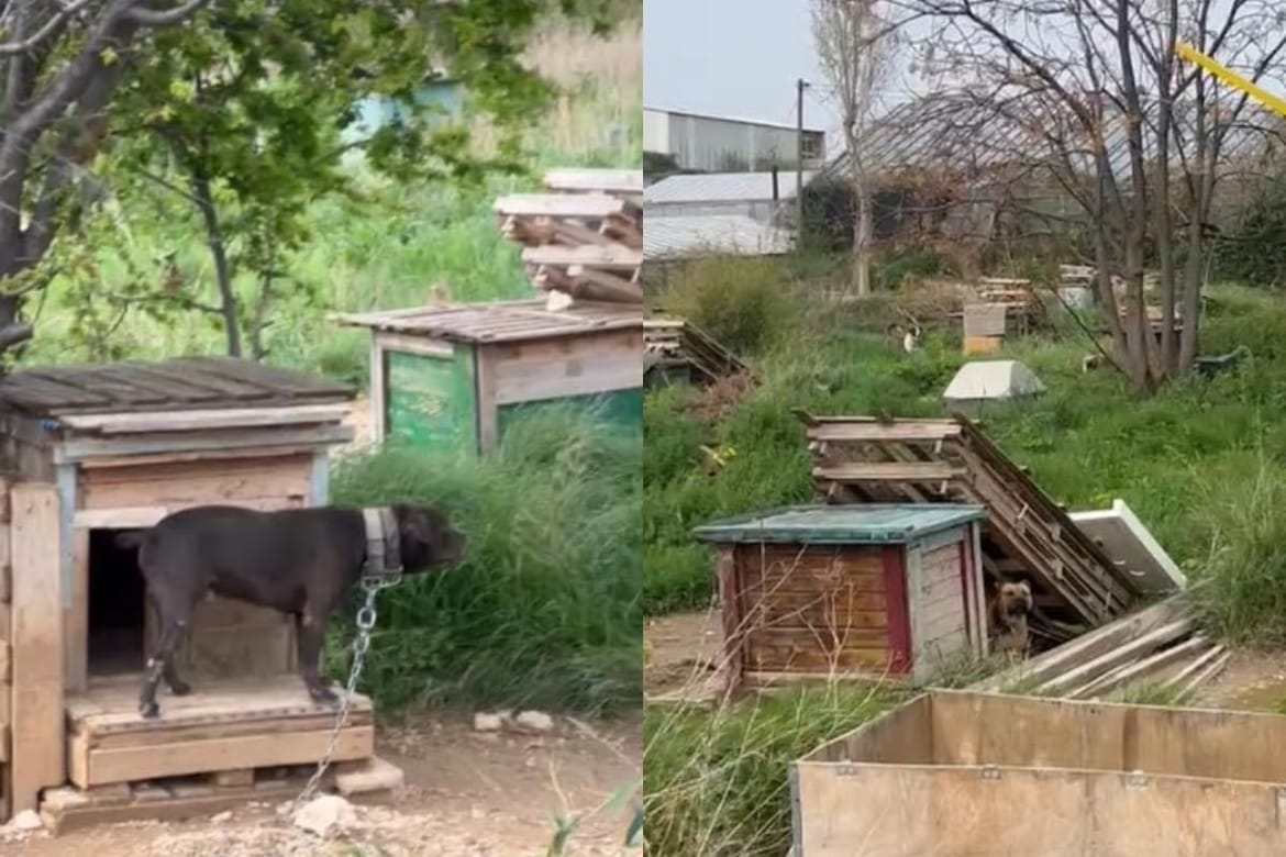 Uhićen je monstrum koji je u Stobreču mučio gotovo 70 pasa i dva vuka!