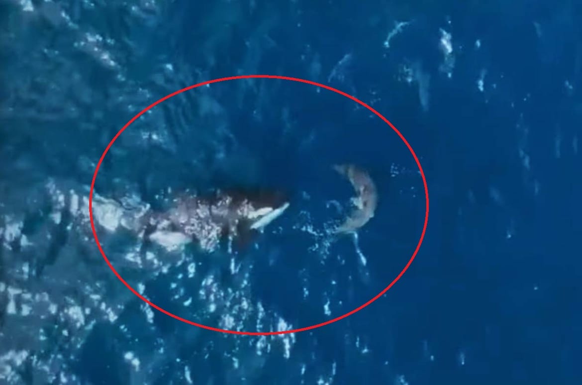 ZAPANJUJUĆI VIDEO Kit ubojica u nekoliko sekundi usmrtio veliku bijelu psinu - Znanstvenici: "Ovo sve mijenja!"