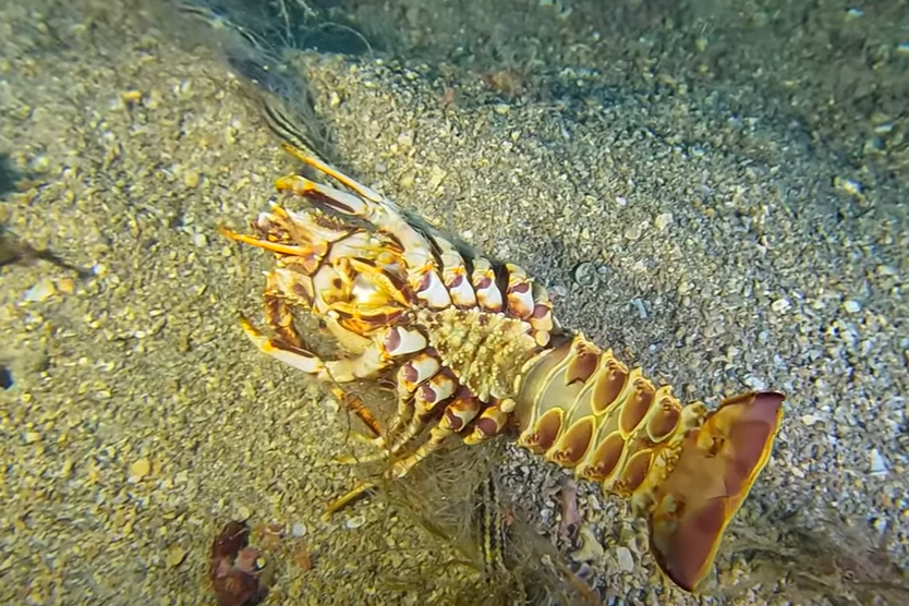 VIDEO Spašavanje morskih stanovnika iz smrtonosnih zamki!