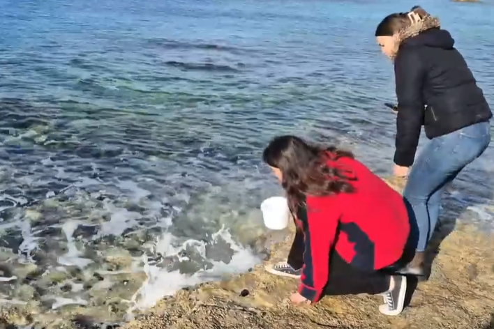 U Puli su moru vraćene ličinke lignje!