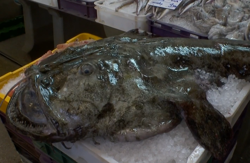 Na riječkoj ribarnici osvanula je ova mrcina od grdobine