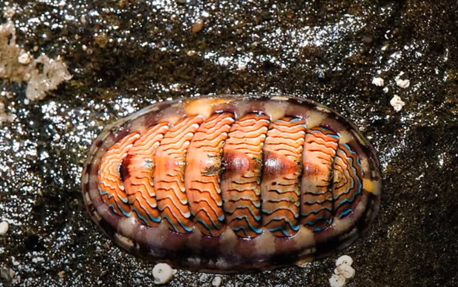 Ovo morsko stvorenje ima oči posvuda!