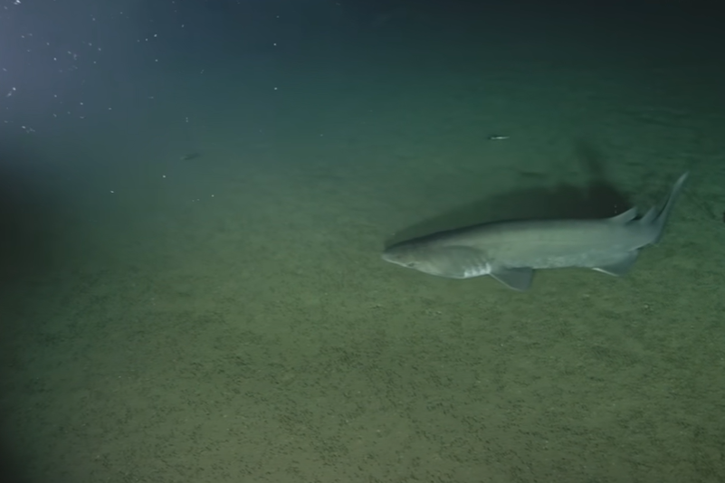 VIDEO Znanstvenici su na dnu mora snimili jednu od najrjeđih vrsta morskog psa