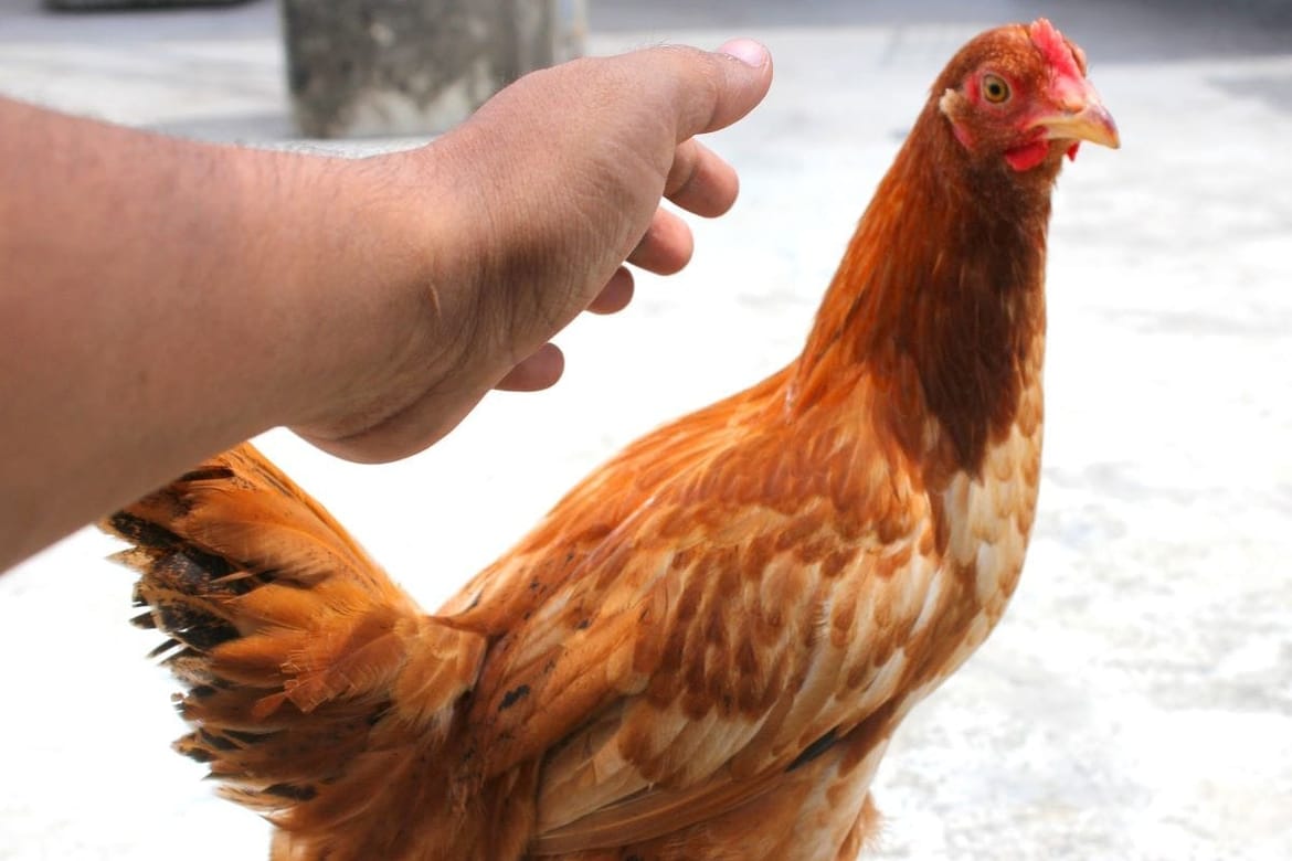 Iz kokošinjca u Pakoštanima ukrao - tri kokoši!