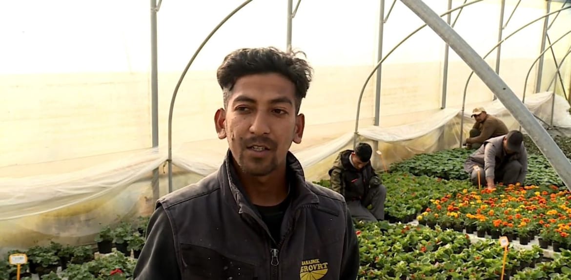 Proizvodnja cvijeća u dolini Neretve sve je unosniji posao - Pomažu i strani radnici