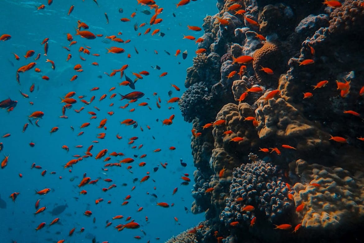 Zvukovi grebena mogu potaknuti regeneraciju koralja - Na klimatske promjene nažalost nemaju utjecaja