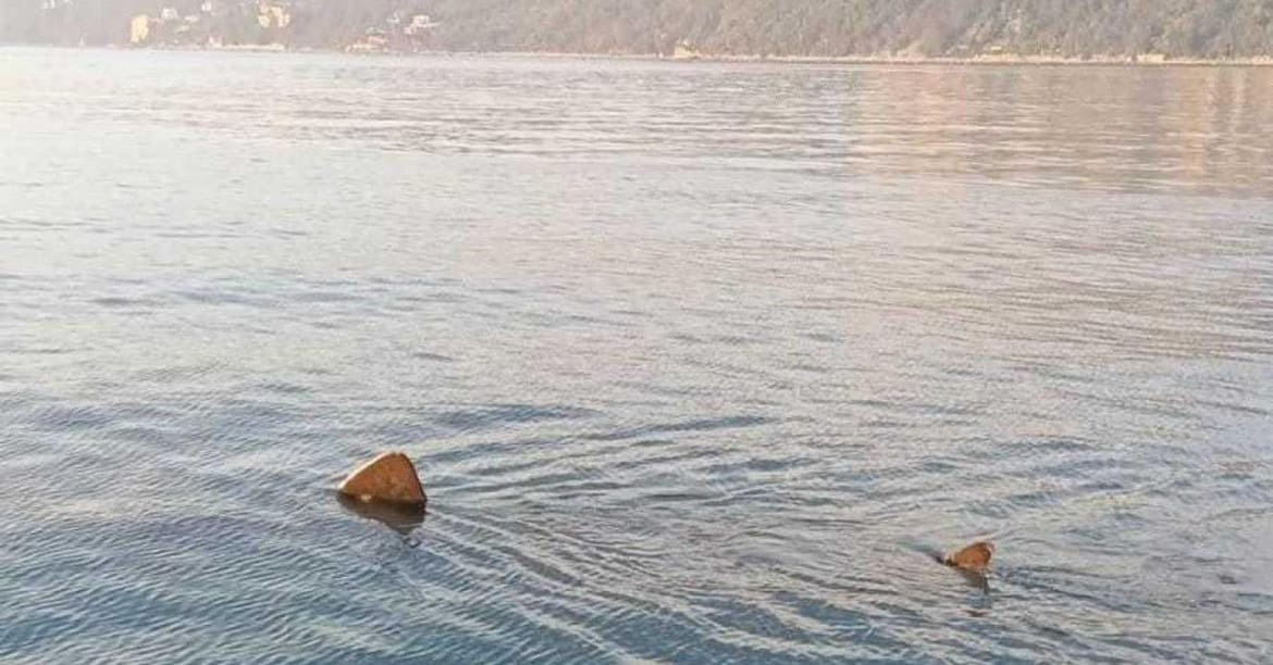 Neobičan, rijedak i ogroman gost - Golema morska psina uočena u Jadranu