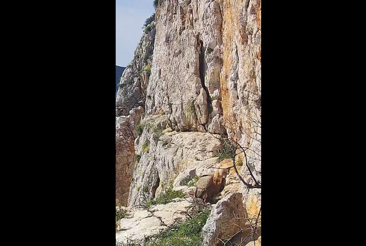 VIDEO Bjeloglavi supovi su dobili mladunče - Izaberimo mu ime!