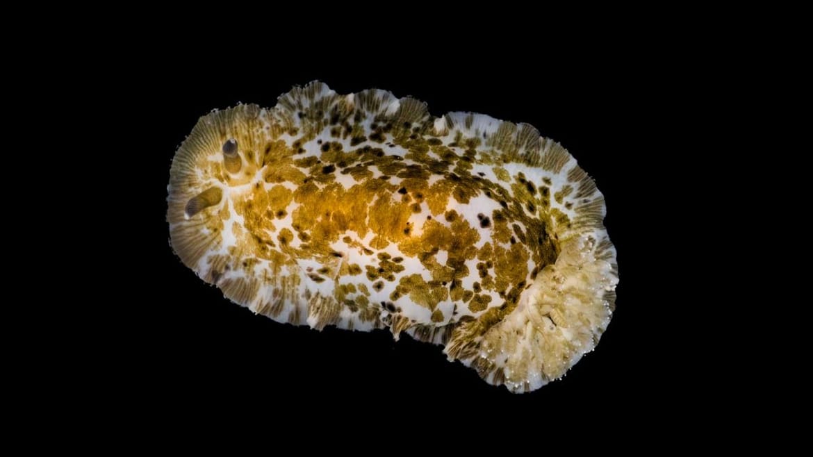 Tijekom podvodnih istraživanja  studentica pulskog fakulteta pronašla jedinku vrste krupnog puža