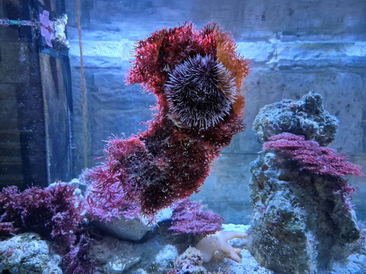 Ježinci, male bodljikave dekoracije akvarija