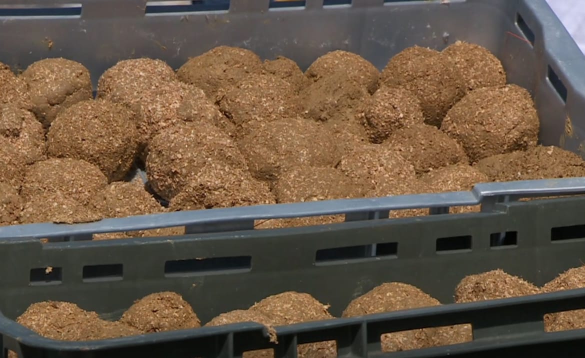 Tribunjski školarci napravili dvije tisuće biokugli za oporavak bioraznolikosti podmorja