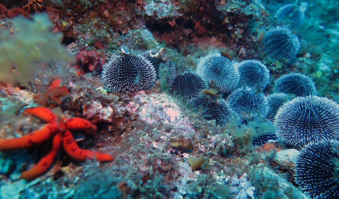 Splitski znanstvenici u Francuskoj istražuju mogućnost restauracija morskog dna kojeg su uništili ljudi s naše strane Jadrana