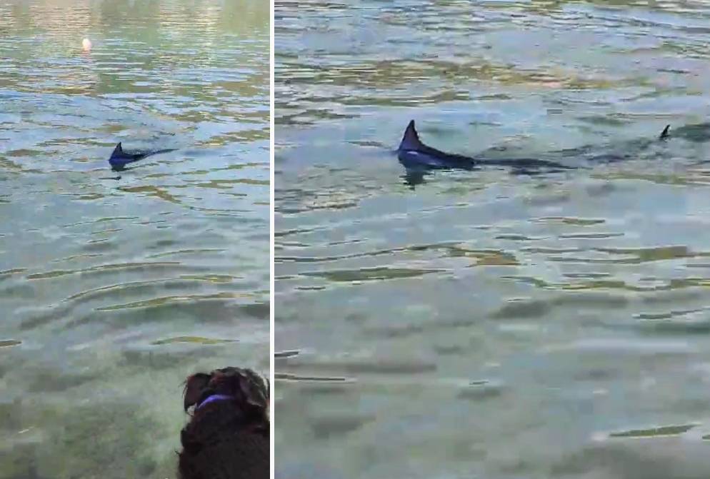 Pas laje, ali... nije svaka peraja koja viri iz mora morski pas