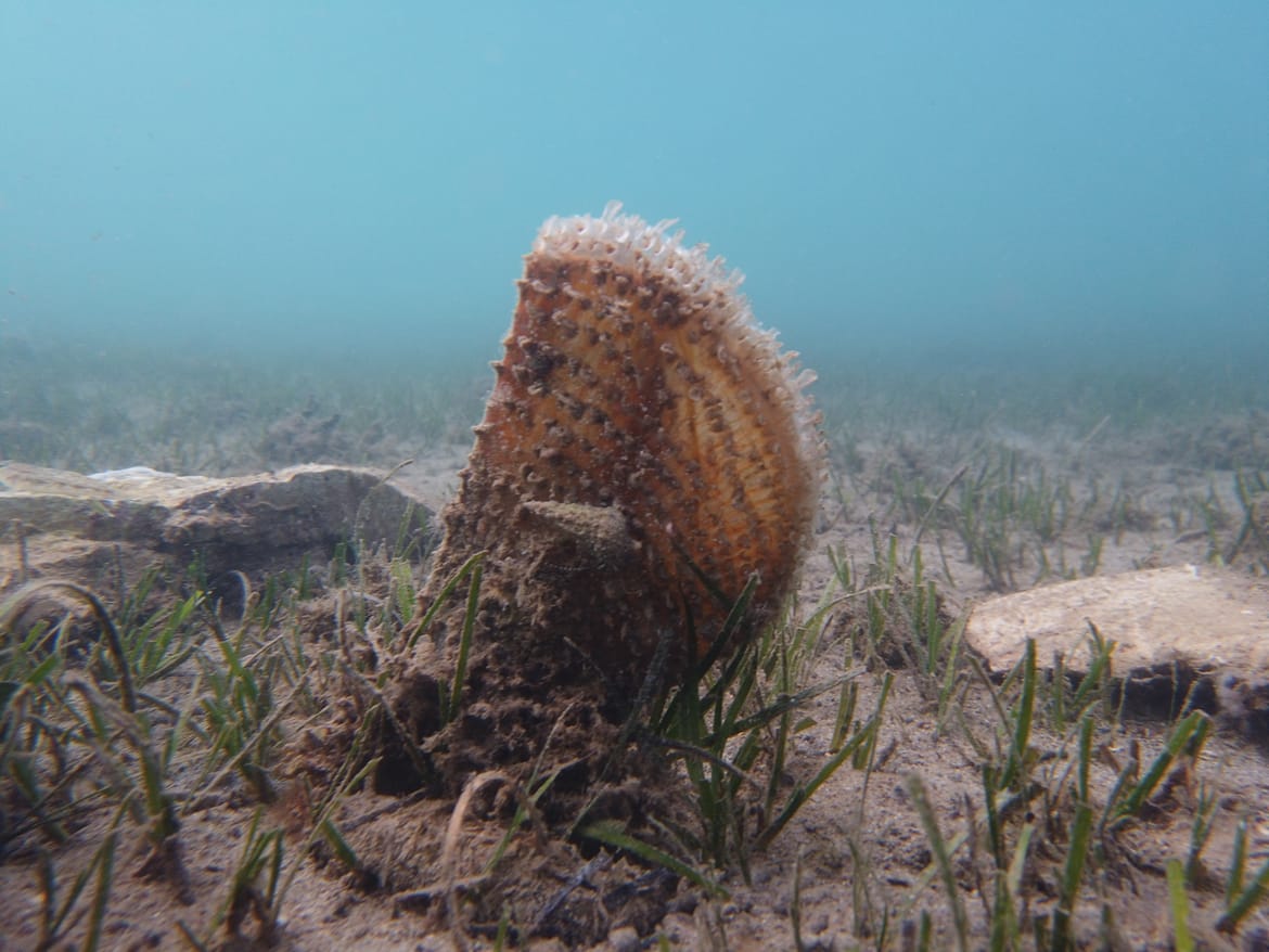 Aktivnosti za spas plemenite periske u Jadranskom moru!