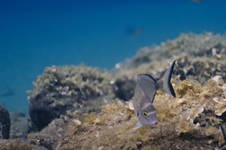 "Dolina vodika Sjeverni Jadran" - primjer suradnje među državama!
