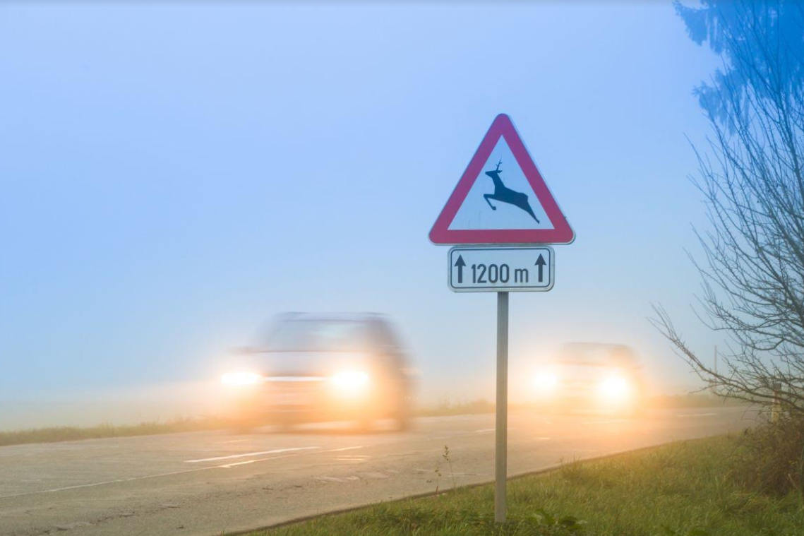 Životinje opasne po imovinu! Naleti automobilom u Primorsko-goranskoj županiji!