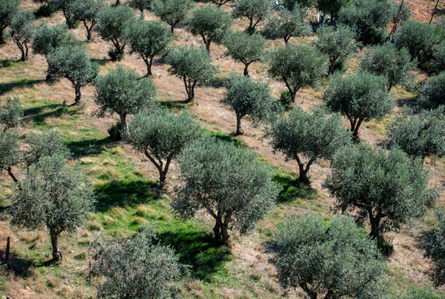 Želite postići stabilnu rodnost i ekstradjevičansko maslinovo ulje? Evo kako to učiniti!