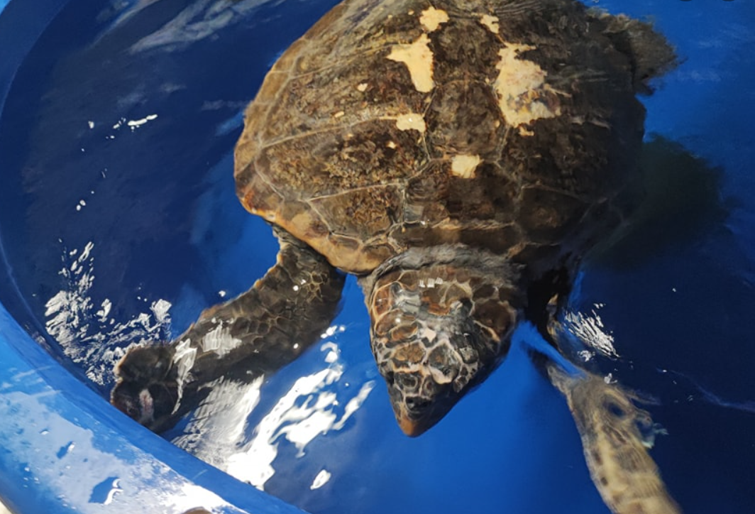 Aquarium u Puli kreće u ozbiljan uzgoj školjkaša i ostalih organizama!