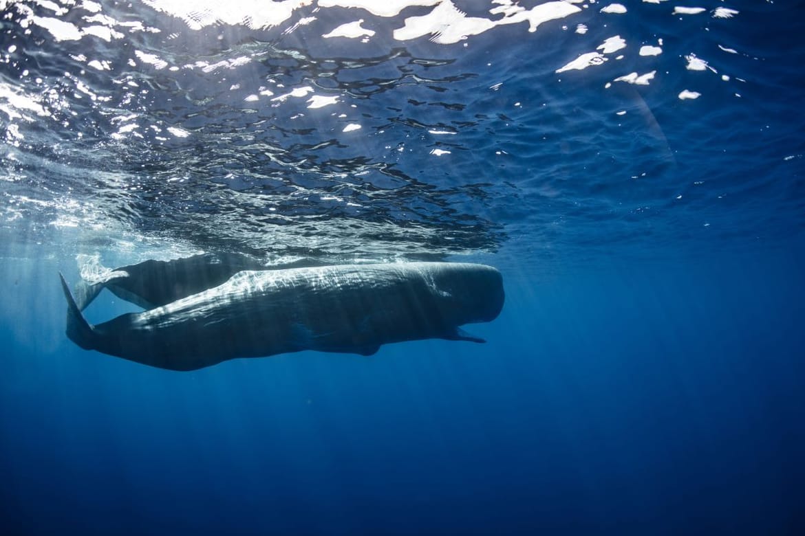 Uz pomoć umjetne inteligencije otkrivena fonetska abeceda kitova ulješura