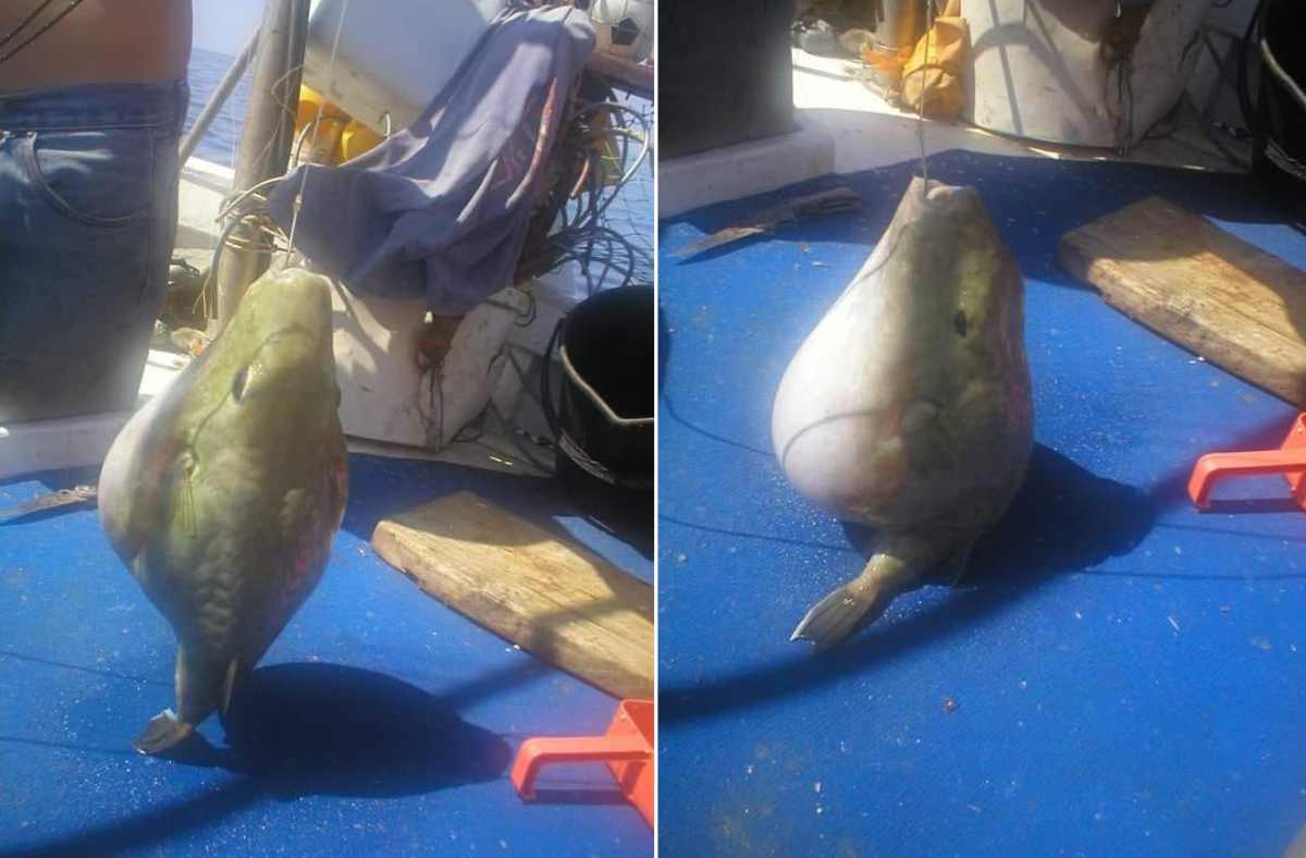 RIBAR ULOVIO JOŠ JEDNU VRSTU NAPUHAČE Stručnjaci: "Sa svima budite oprezni i nemojte ih jesti!"