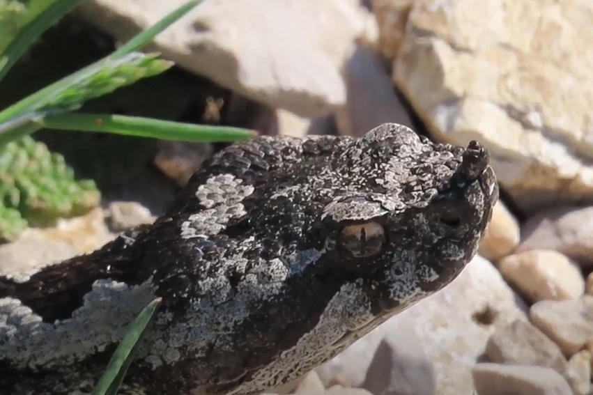 OPREZ Sve je više poskoka u Dalmaciji, izletnici trebaju pripaziti!