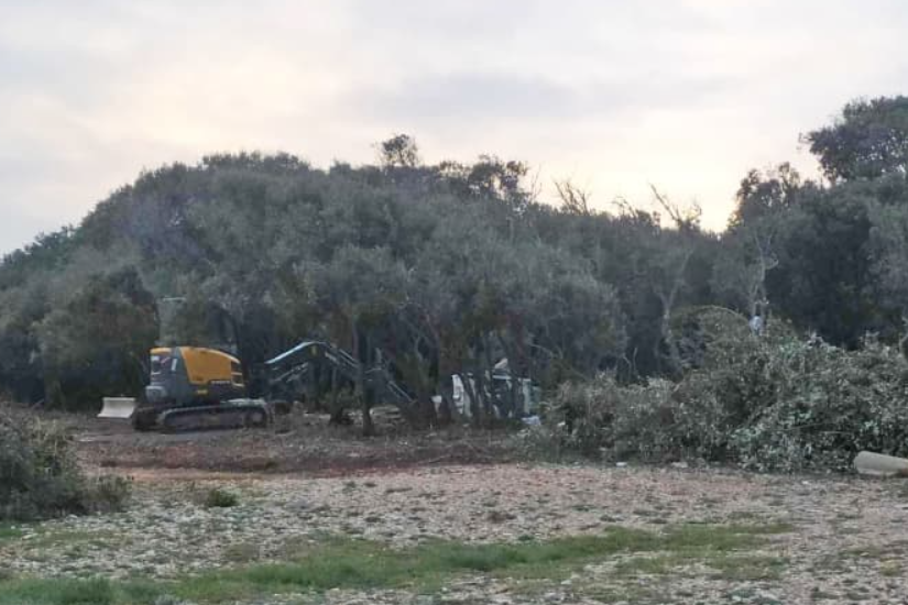 Pustoše li se istarske šume bez milosti?