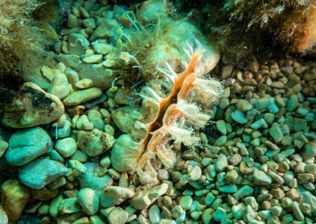 PRONAĐENA ŽIVA PERISKA Tijekom eko akcije čišćenja podmorja u Dubrovniku uslijedilo je ugodno iznenađenje!