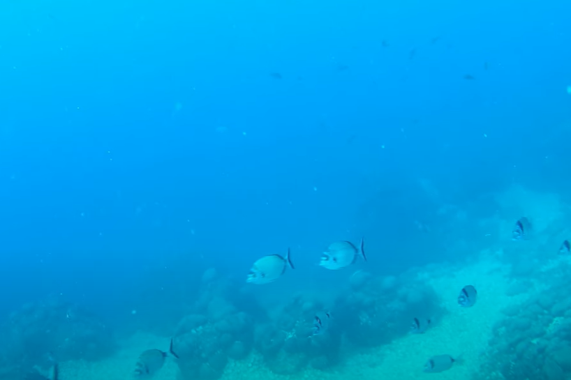 IZLOŽENI STROGO ZAŠTIĆENI ORGANIZMI Blago jadranskog podmorja na zadarskom Višnjiku!