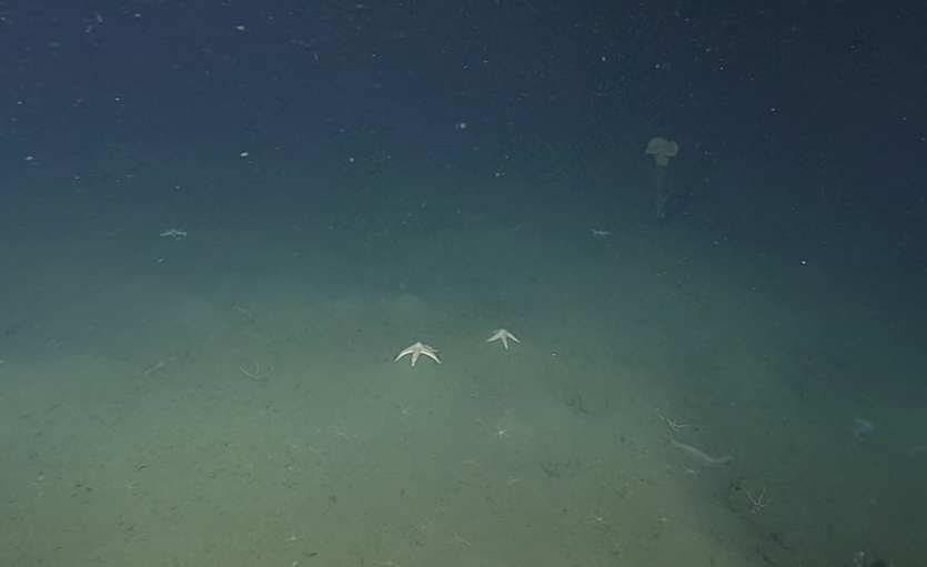 OCEANSKI FENOMEN Znanstvenici znaju tajnu misterioznih rupa na dnu oceana: "Uzrokuje ih sveprisutna sila!"