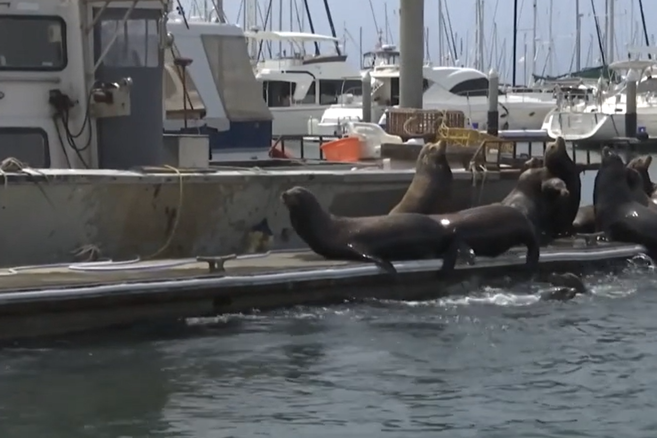 RIJETKA POJAVA Morski lavovi "okupirali" marinu - vlasnici brodova zabrinuti da će im oštetiti plovila!