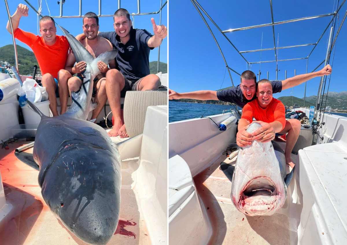 Crnogorci ulovili ugroženog morskog psa od 3 metra i 200 kg: "Preparirat ćemo ga, a dokoni zaštitnici svega, mogu da laju i p...!"