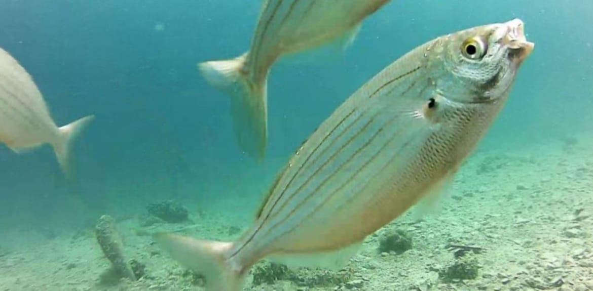Ponovno aktivirana podmorska kamera postavljena na Martinskoj kod Šibenika