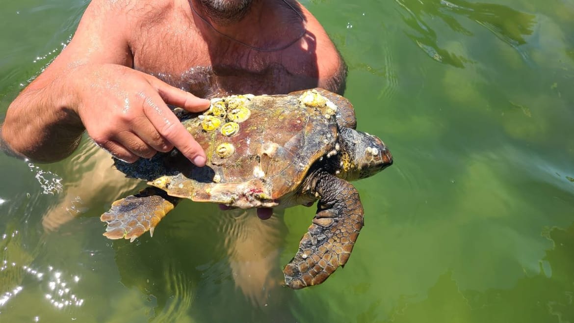 FOTO Pronađena u uvali Kolone u Balama, glavata želva Vallentina dopremljena je u pulsko Oporavilište