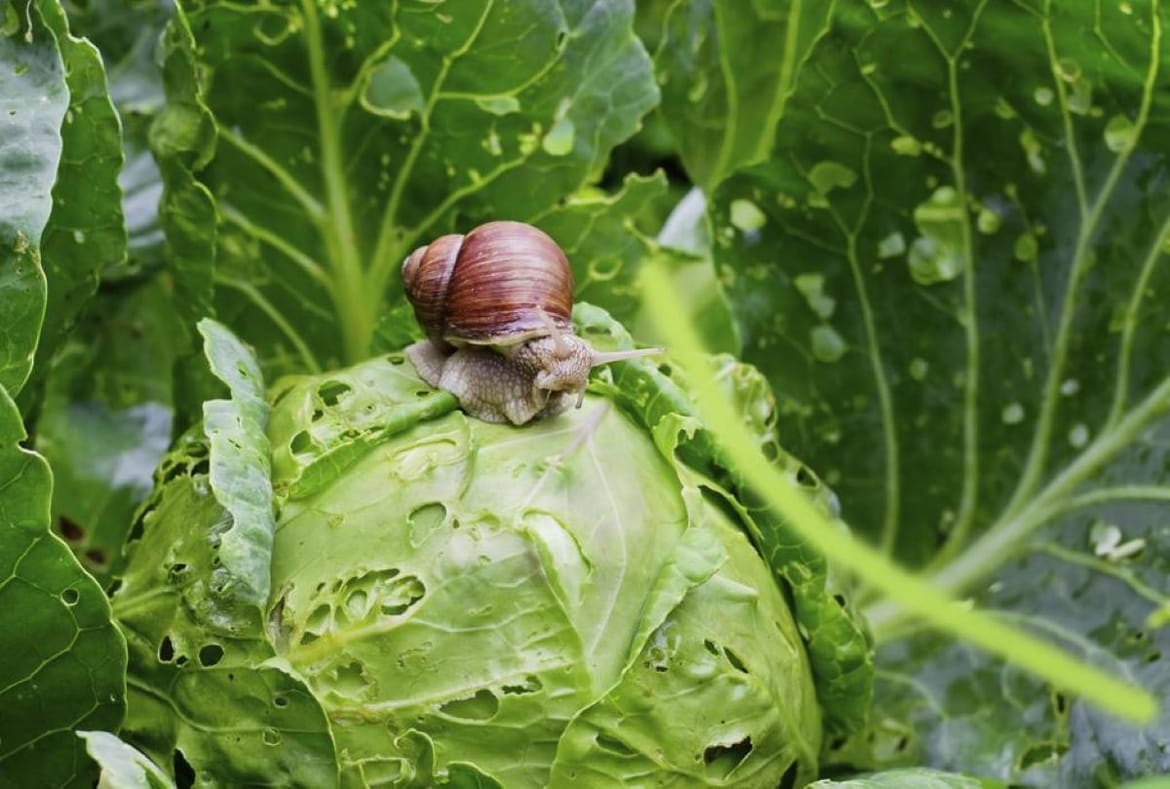 Zbog puno kiše i vlage vrtovi vrve puževima - Evo nekoliko prirodnih recepata u borbi protiv njih