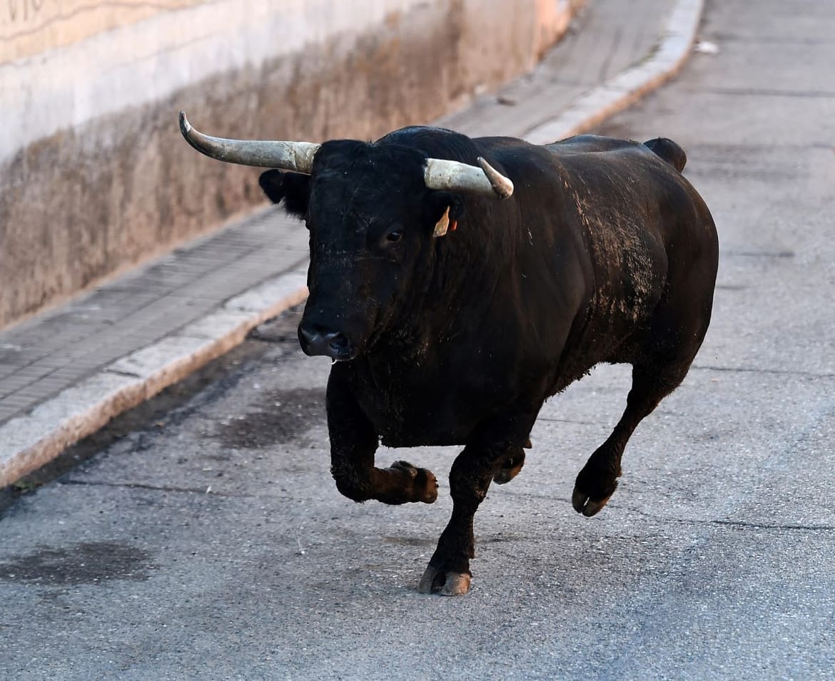 U Kaštelima pobjegla dva bika, građani se pozivaju na oprez!