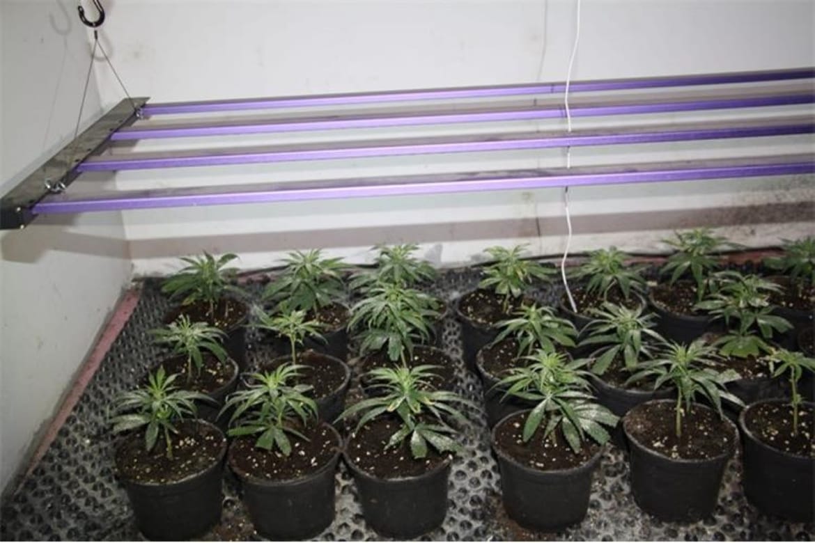 Na omiškom području pronađena marihuana i laboratorij za uzgoj