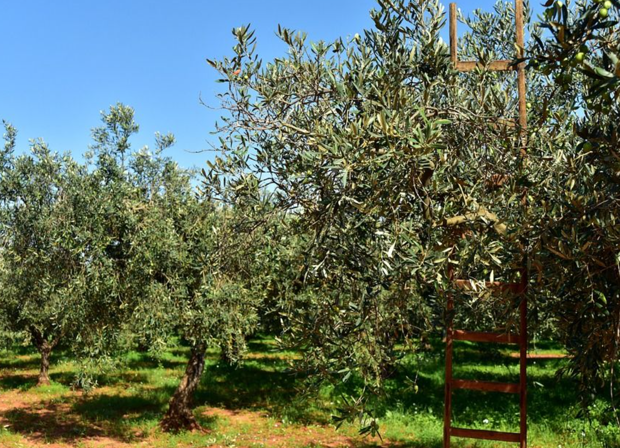 Maslinari i uljari traže više novca kroz potpore i porezna rasterećenja!